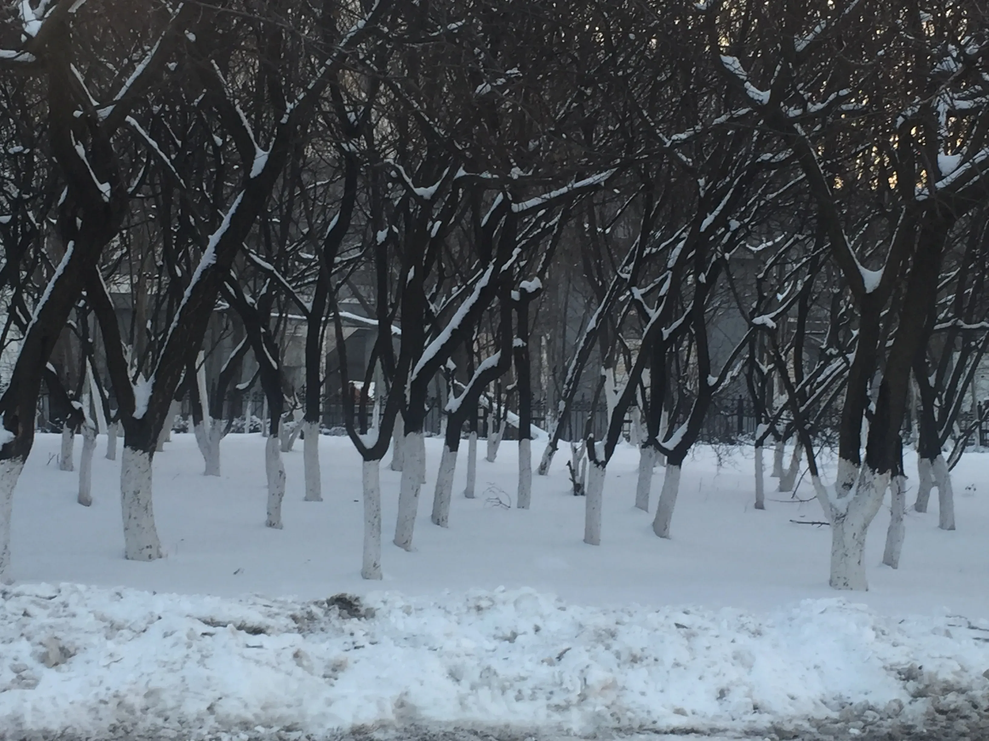 Why Do They Paint the Trees White in China?